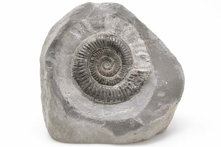 Ammonite (Dactylioceras) Fossil - England #199438